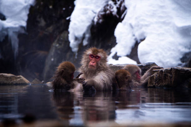 istock Snow Monkeys Soak in Hotsprings 1371892095