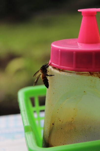istock bee hunting soy sauce 1371892190