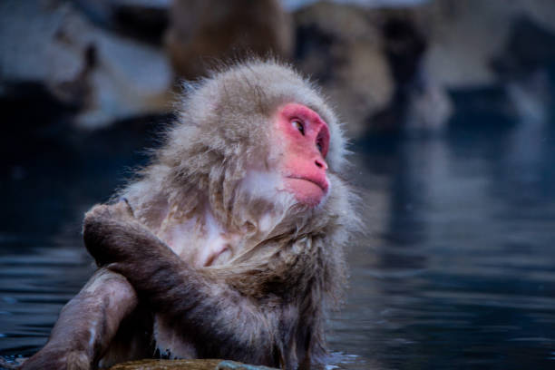 istock Snow Monkeys Soak in Hotsprings 1371892194