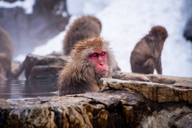 istock Snow Monkeys Soak in Hotsprings 1371892272