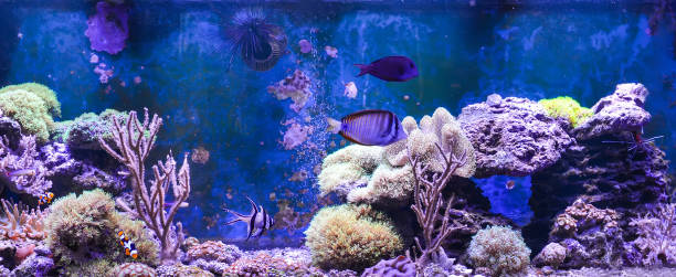 istock Reef tank, marine aquarium. 1371892291