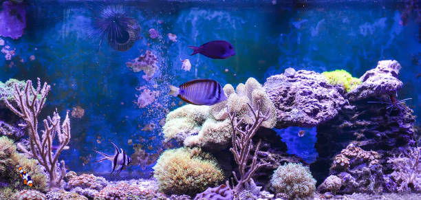 istock Reef tank, marine aquarium. 1371892295
