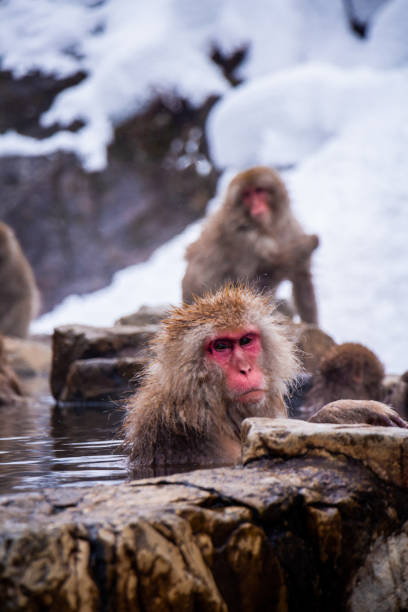 istock Snow Monkeys Soak in Hotsprings 1371892317