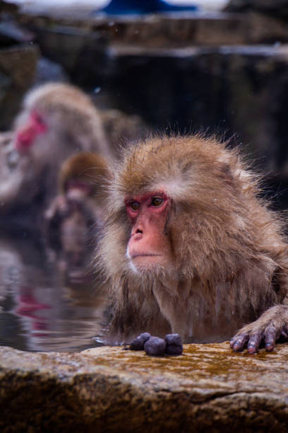 istock Snow Monkeys Soak in Hotsprings 1371892377