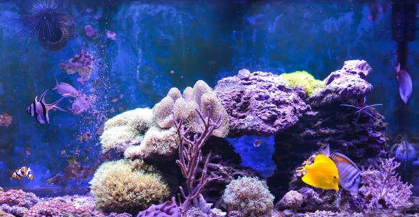 istock Reef tank, marine aquarium. 1371892382
