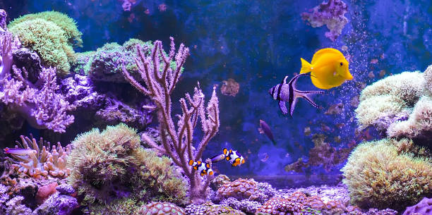 istock Reef tank, marine aquarium. 1371892384