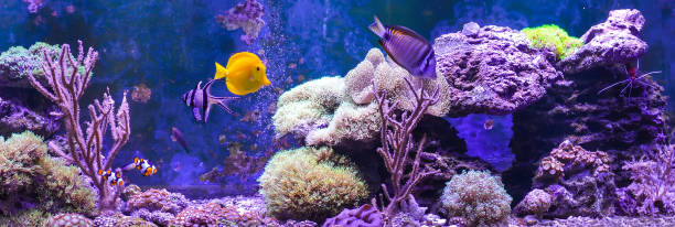 istock Reef tank, marine aquarium. 1371892385