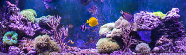 istock Reef tank, marine aquarium. 1371892424