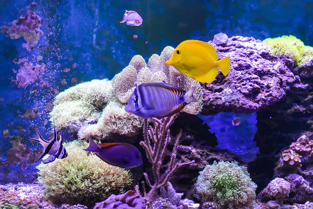 istock Reef tank, marine aquarium. 1371892490