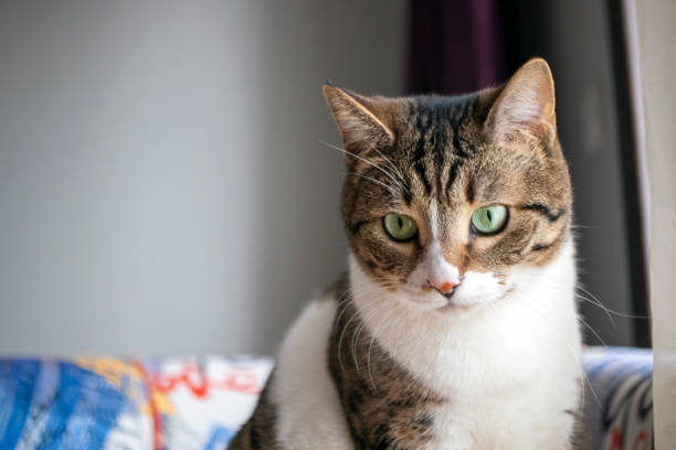 istock tabby domestic cat. in the home environment. 1371892624