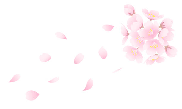 桜の花があふれたシンプルで美しいベクターイラスト。 - 桜吹雪点のイラスト素材／クリップアート素材／マンガ素材／アイコン素材