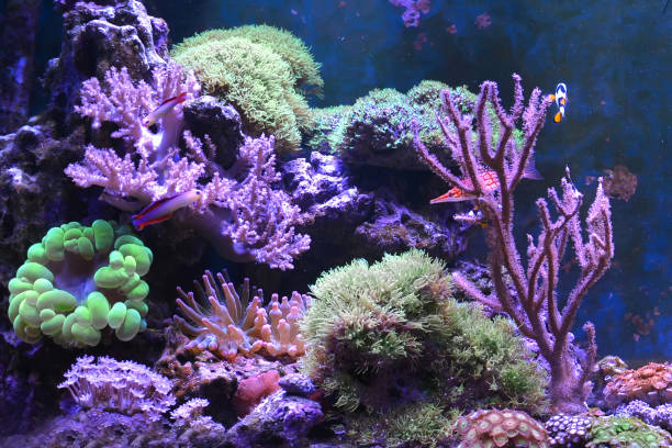 istock Reef tank, marine aquarium. 1371893110