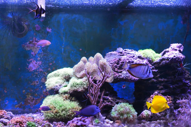 istock Reef tank, marine aquarium. 1371893123