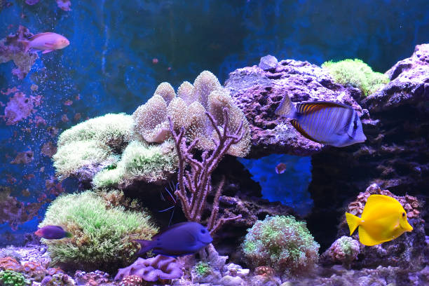 istock Reef tank, marine aquarium. 1371893189
