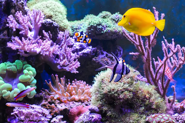 istock Reef tank, marine aquarium. 1371893274