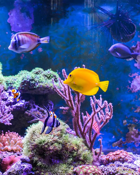 istock Reef tank, marine aquarium. 1371893296