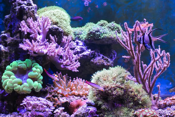 istock Reef tank, marine aquarium. 1371893304