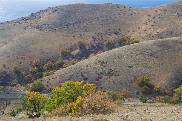 Trees with yellowed autumn foliage in semi-desert mountain terrain. Cape Meganom, Crimea, mid-October.