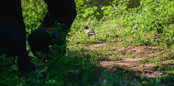 Angry elephant charging at a bird in the ground, close up low angle view.