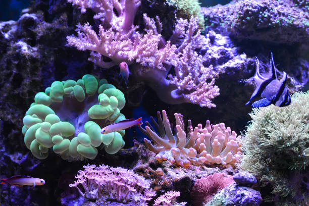 istock Reef tank, marine aquarium. 1371893874
