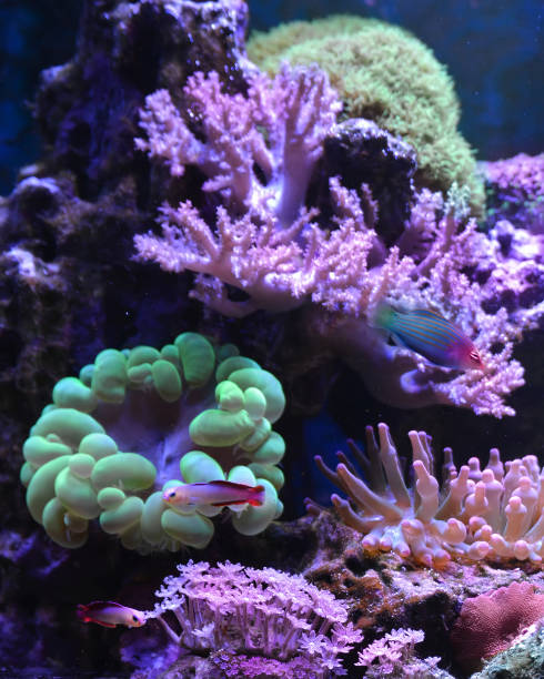 istock Reef tank, marine aquarium. 1371894120