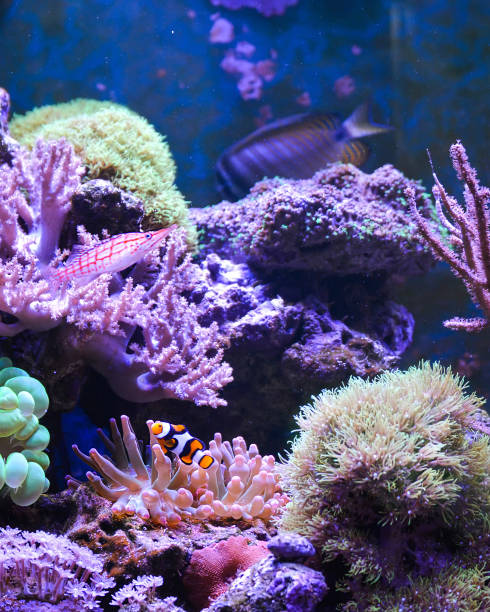 istock Reef tank, marine aquarium. 1371894768