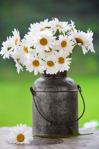 A bunch of daisies casually arranged in an antique milk can