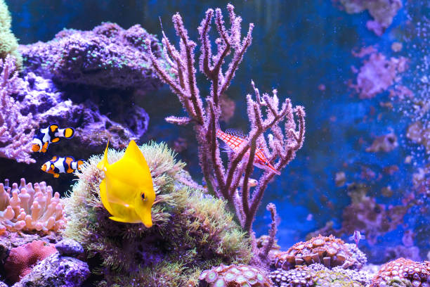 istock Reef tank, marine aquarium. 1371896190