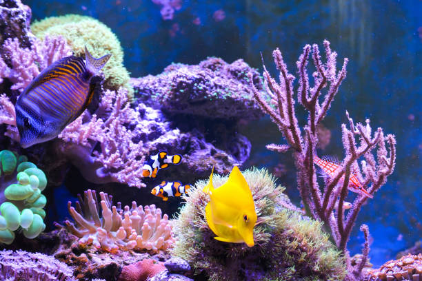 istock Reef tank, marine aquarium. 1371896210