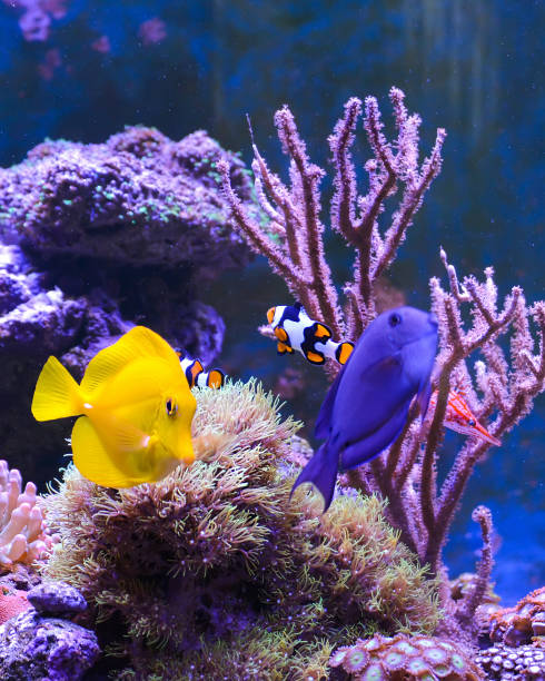 リーフタンク、海洋水族館。 - animal fish tank aquatic beauty in nature ストックフォトと画像