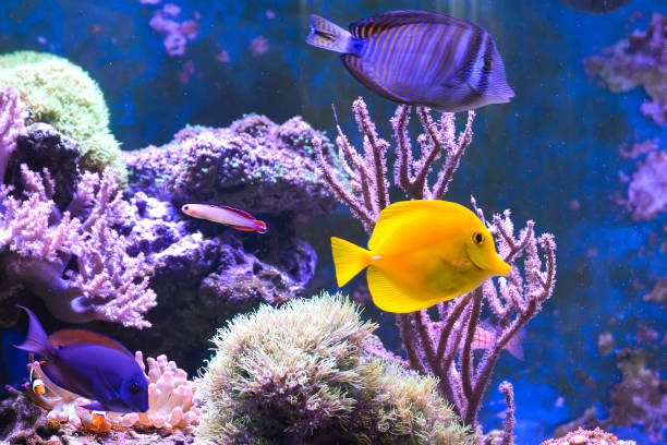 istock Reef tank, marine aquarium. 1371896265