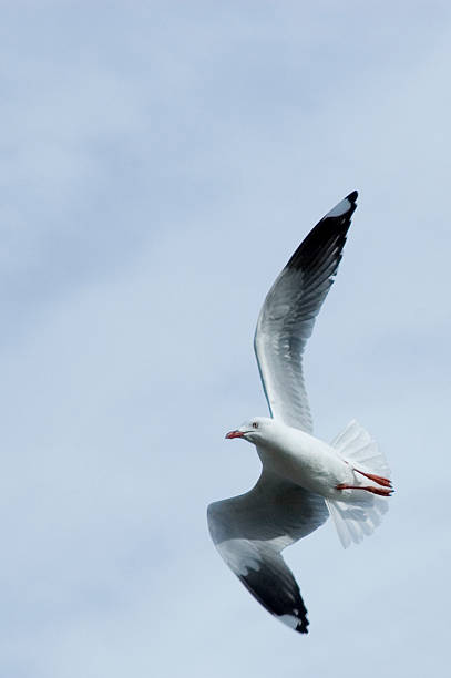 Seagull の棟 ストックフォト