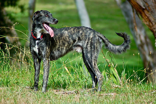 Chien bouffantes - Photo