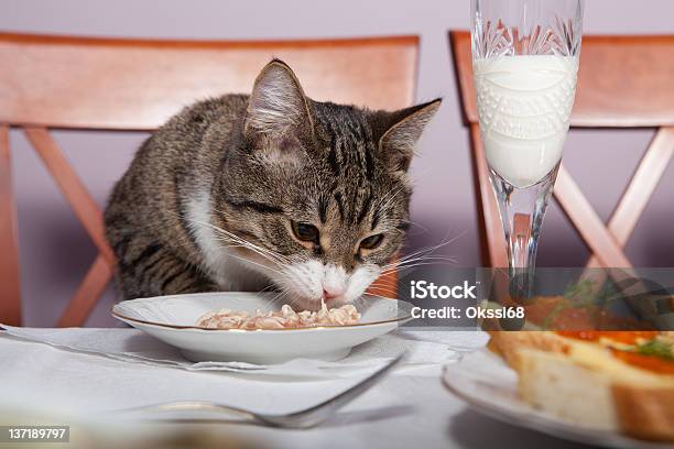 Restaurant For Cat Stock Photo - Download Image Now - Animal, Animal Hair, Celebration
