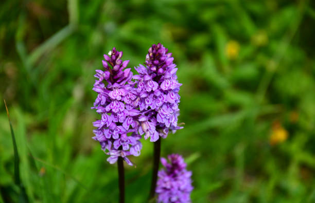 istock beautiful purple orchids high in the mountains 1371898060