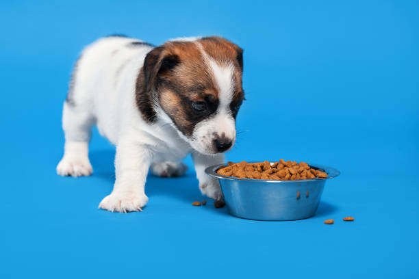 istock Puppy eats dog food from a bowl 1371898116