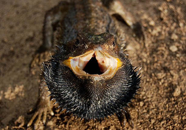 Lizzard avec open mouth - Photo