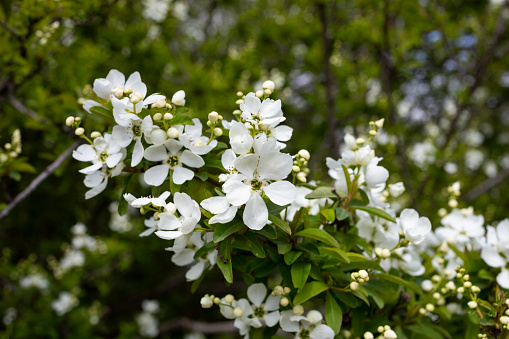 Pearlbush 'The Bride' Exochorda x macrantha in park