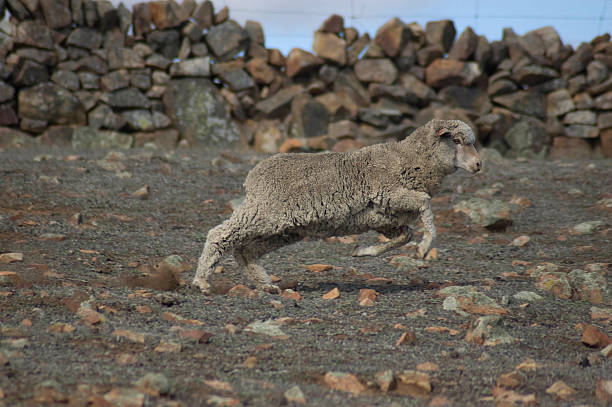 Moutons de course - Photo