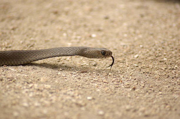 Cobra marrom - foto de acervo