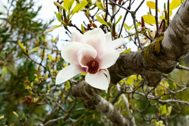 Tulip-Magnolia, Magnolia x soulangeana Lennei, during flowering. Spring March