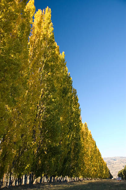 Golden arbres - Photo