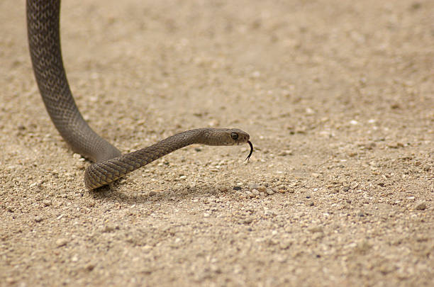 Serpente bruno - foto stock