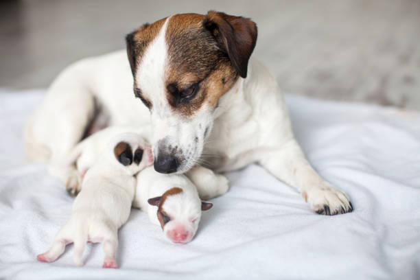 istock Newborn puppy with mother dog 1371900913