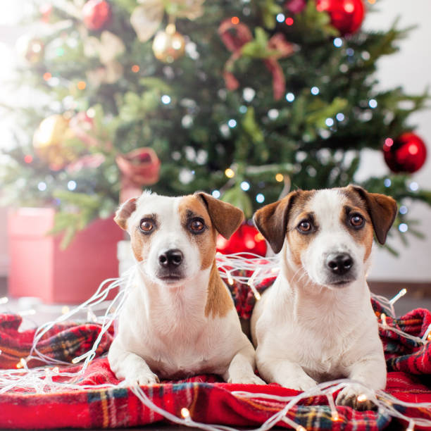 istock Two dogs near christmas tree 1371900945