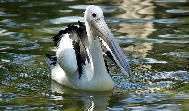 Pelican flutuante - foto de acervo