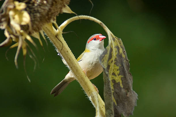 Sparrow de girassol - foto de acervo