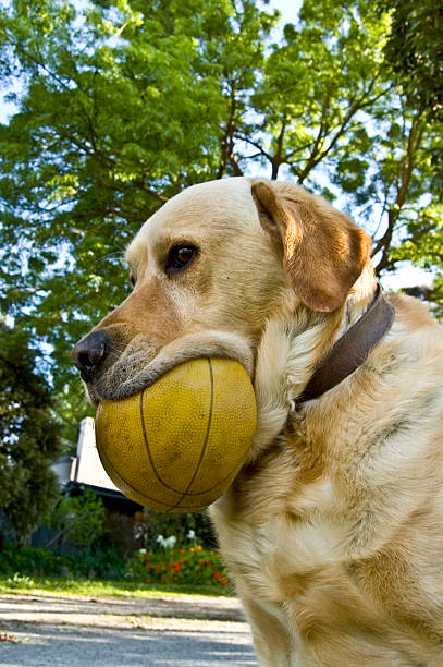 Cane con palla - foto stock