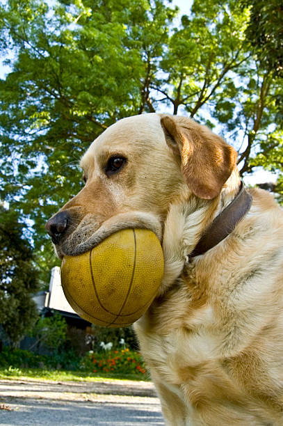 Cachorro com a bola - foto de acervo