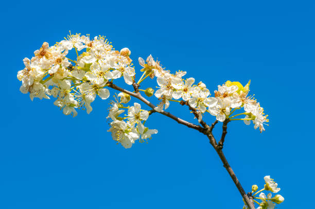 istock Apple tree branch with flowers isolated on blue sky background. 1371903222